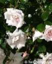 Köynnösruusu (Laukaa) – Rosa ‘New Dawn’