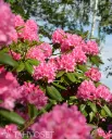 Alppiruusu – Rhododendron ‘Haaga’