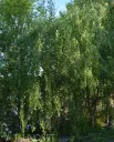 Kyynelkoivu – Betula pendula ‘Youngii’