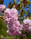 Japaninkirsikka – Prunus serrulata ‘Kiku-Shidare’