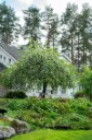 Rautatieomenapuu FinE – Malus ‘Hyvingiensis’