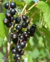 Mustaherukka – Ribes nigrum ‘Marski’