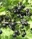 Mustaherukka – Ribes nigrum ‘Pohjan jätti’