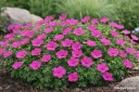 Verikurjenpolvi – Geranium sanguineum ‘Tiny Monster’ ISO