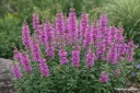 Rantakukka – Lythrum salicaria ‘Robert’ ISO