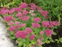 Komeamaksaruoho – Sedum ‘Herbstfreude’ ISO