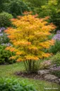 japaninvaahtera – Acer palmatum ‘Orange Dream’