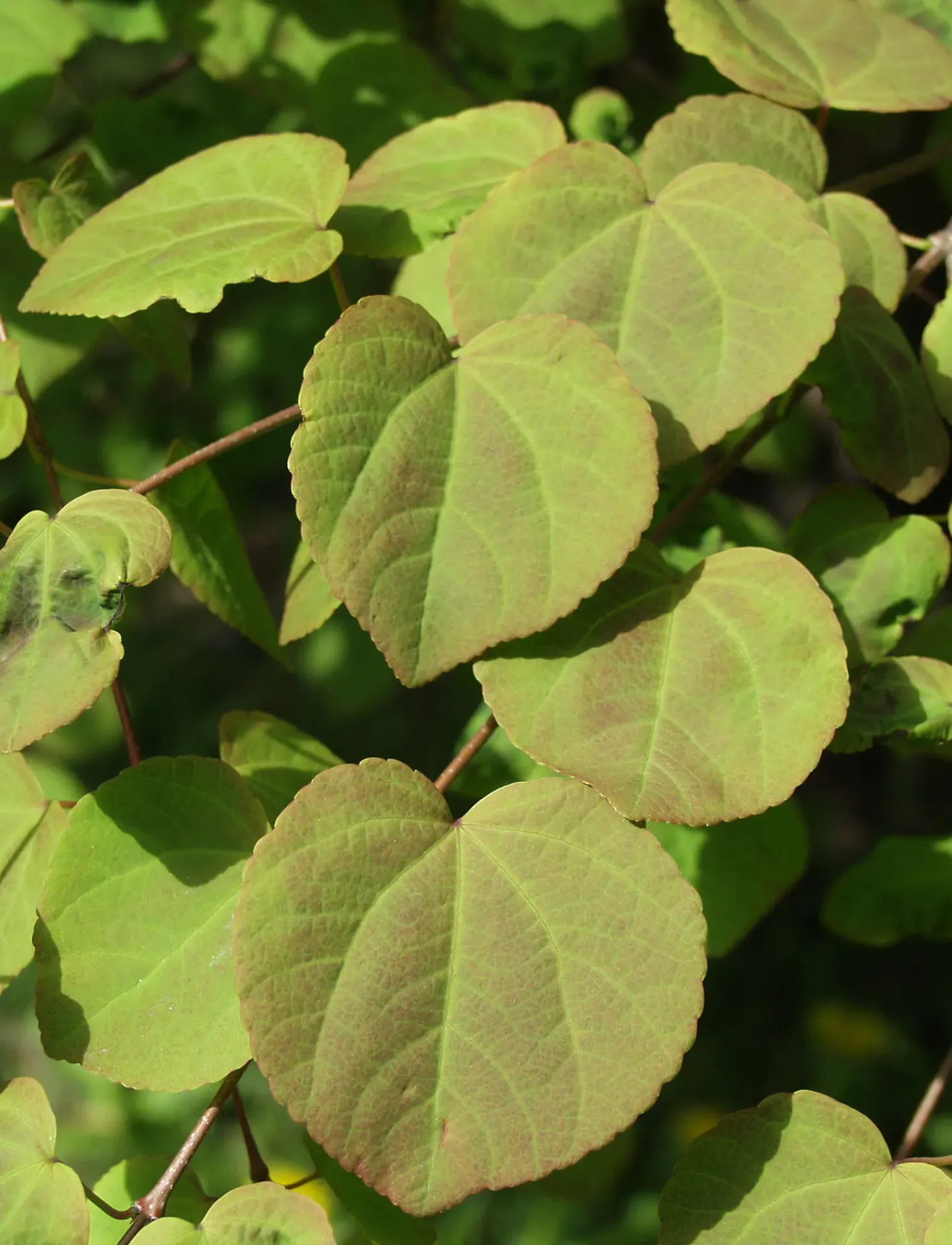 Katsura – Cercidiphyllum japonicum