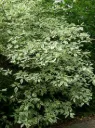 Kirjokanukka – Cornus alba ‘Sibirica Variegata’
