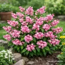 Deutzia × hybrida ‘Strawberry Fields’