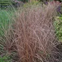 Kuparisara ‘Red Rooster’
Carex buchananii ‘Red Rooster’