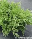 Tarhakataja ‘Mint Julep’
Juniperus × pfitzeriana ‘Mint Julep’