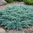 Harokataja ‘Nana’
Juniperus procumbens ‘Nana’