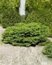 Pesäkuusi ‘Nidiformis’
Picea abies ‘Nidiformis’