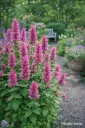 Yrtti-iiso – Agastache BEELICIOUS® PINK