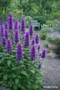 Iiso – Agastache BEELICIOUS® Purple
