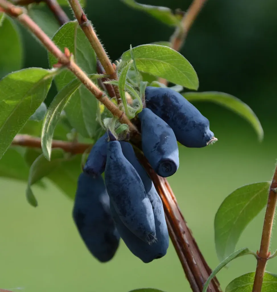 Hunajamarja – Lonicera caerulea var. kamtschatica 'Vostorg' (’Ilo ...