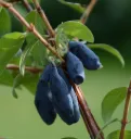 Hunajamarja – Lonicera caerulea var. kamtschatica 'Vostorg'
(’Ilo’)