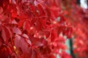 Imukärhivilliviini – Parthenocissus quinquefolia 'Redwall®'
