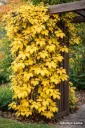 Imukärhivilliviini – Parthenocissus quinquefolia 'Yellow Wall'