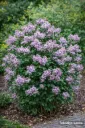 Samettisyreeni – Syringa patula 'Miss Kim'