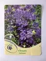 KÄRHÖ – Clematis 'Jackmanii'