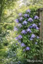 KÄRHÖ – Clematis Atragene-ryhmä LUMINOUS® DUSK
