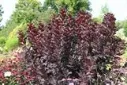 PERUUKKIPENSAS – Cotinus coggygria 'Royal Purple'