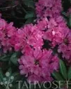 ALPPIRUUSU – Rhododendron Tigerstedt-ryhmä 'Haaga'