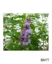 JALOSYREENI – Syringa vulgaris 'Katherine Havemeyer'