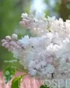 JALOSYREENI Moskovan kaunotar – Syringa vulgaris 'Krasawica Moskwy'