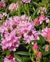 ALPPIRUUSU – Rhododendron Tigerstedt-ryhmä 'Helsinki University'
