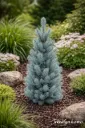 PILARIHOPEAKUUSI – Picea pungens 'Iseli Fastigiate'