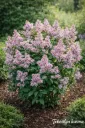 PUISTOSYREENI – Syringa × henryi 'Tammelan Kaunotar'
Astia 3L