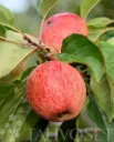 OMENAPUU ‘Sokerimiron’ – Malus domestica  Astia 3L