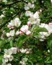 KORISTEOMENAPUU – Malus Prunifolia-ryhmä ‘Erstaa’
Myyntikoko 150–200 cm