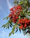 AMERIKANPIHLAJA – Sorbus americana
Myyntikoko 150–200 cm