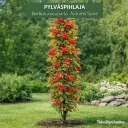 PYLVÄSPIHLAJA – Sorbus aucuparia ‘Autumn Spire’
Myyntikoko 150–200 cm
