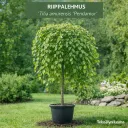 RIIPPALEHMUS – Tilia amurensis ‘Pendamur’
Myyntikoko 150–175 cm | Astia 10L