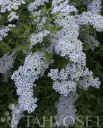 Norjanangervo 'Grefsheim' – Spiraea × cinerea
