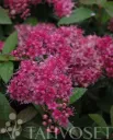 Tummakeijuangervo 'Manon' – Spiraea japonica