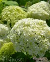 Pallohortensia 'Annabelle' – Hydrangea arborescens Myyntikoko 30–40