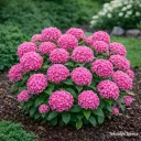Pallohortensia 'Candybelle Bubblegum' PBR – Hydrangea arborescens Myyntikoko 30–40