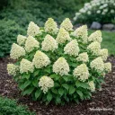 Syyshortensia 'Diamantino' ('Ren 101') PBR – Hydrangea paniculata Myyntikoko 40–60