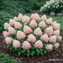 Japaninhortensia 'Groundbreaker Blush' ('LC NO21') PBR – Hydrangea paniculata Myyntikoko 30–40