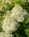 Syyshortensia 'Limelight' PBR – Hydrangea paniculata Myyntikoko 30–40