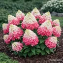 Japaninhortensia 'Living Strawberry Blossom' ('LCNO3') PBR – Hydrangea paniculata Myyntikoko 30–40