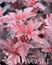 Purppuraheisiangervo Little Angel 'Hoogi016' PBR (Physocarpus opulifolius) – At 3L