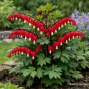 Särkynytsydän 'Valentine' (Dicentra spectabilis) – At 3L