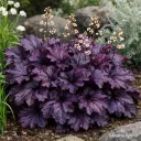 Keijunkukka ‘Rex Purple’ – Heuchera – Myyntikoko 5L